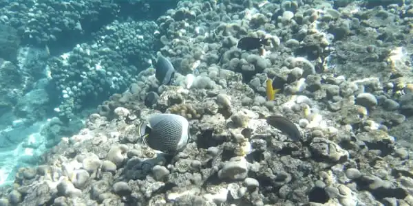 Kodak PIXPRO WPZ2 waterproof camera capturing fish underwater