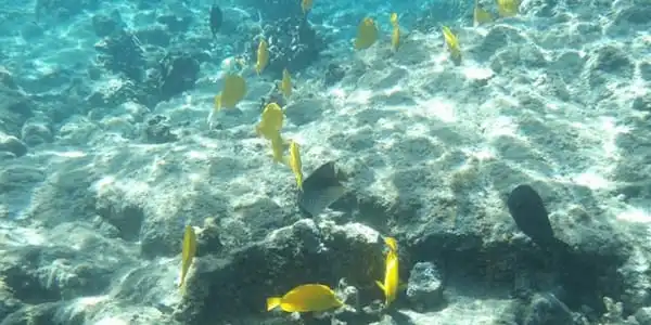 Kodak PIXPRO WPZ2 waterproof camera capturing vibrant coral reef underwater